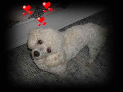 BOB POODLE PORTE MEDIO COR BRANCO 